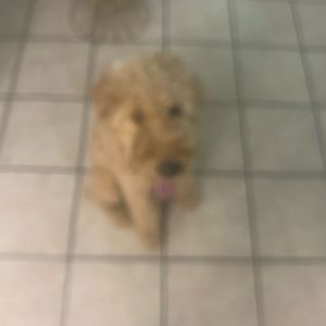 Meet your Posher, Leo